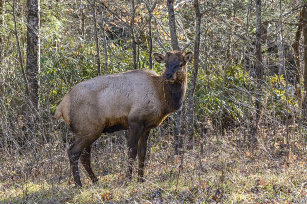 Wild North American Elk roaming free near the Oconaluftee Visitor Center at Great Smoky Mountains