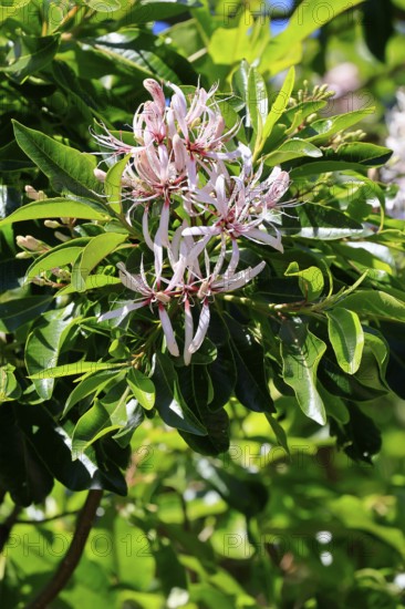 Calodendrum capense, Cape chestnut, Calodendrum tree, flower, flowering, Kirstenbosch Botanical