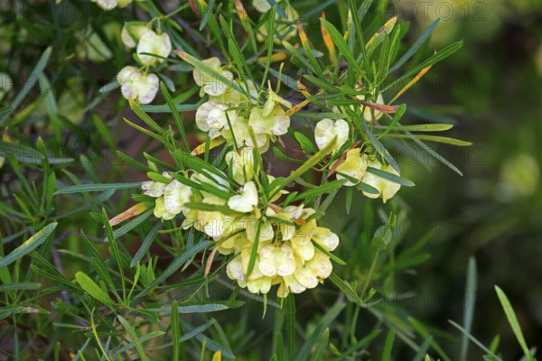 Dodonaea thunbergiana, tree, flowering, flowers, plant, Karoo Desert Botanic Garden, Worcester,