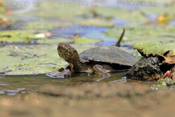 Pan Hinged Terrapin (Pelusios subniger), adult, in water, Kruger, Kruger National Park, South