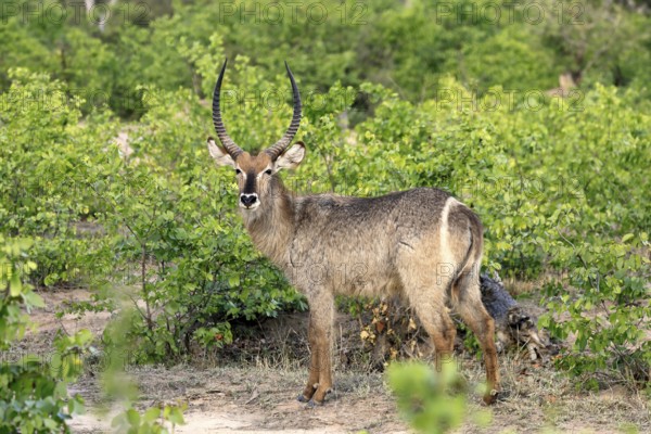 Ellipse waterbuck (Kobus ellipsiprymnus), adult, male, foraging, vigilant, Kruger, Kruger National