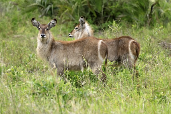 Ellipse waterbuck (Kobus ellipsiprymnus), half-grown male, two half-grown males, foraging, alert,