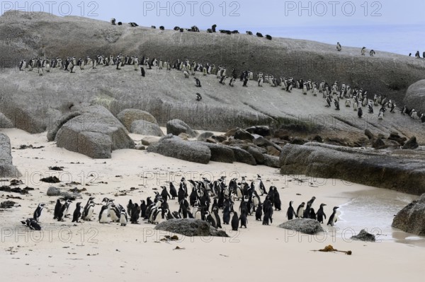 African penguin (Spheniscus demersus), adult, on land, colony, beach, rocks, Boulders Beach,