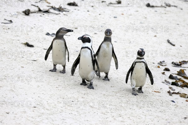 African penguin (Spheniscus demersus), adult, group, running, beach, Boulders Beach, Simonstown,