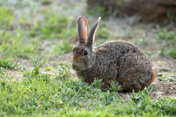 Bush hare (Lepus saxatilis), adult, foraging, alert, Montain Zebra National Park, Eastern Cape,