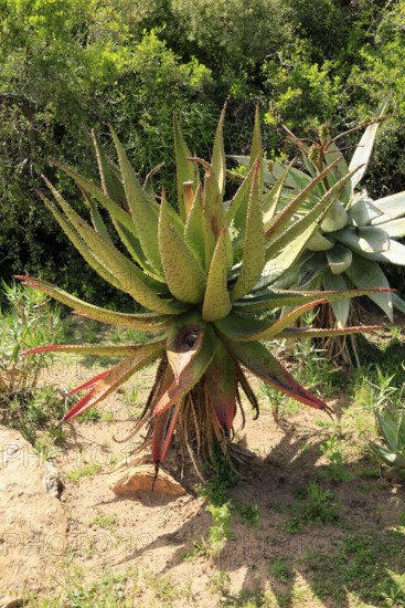 Aloe marlothii, Bergaloe, young plant, Karoo Desert Botanic Garden, Worcester, Western Cape, South