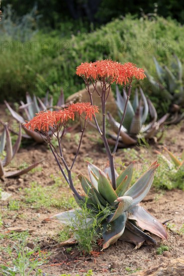 Aloe striata, coral aloe, flower, flowering, Karoo Desert Botanic Garden, Worcester, Western Cape,