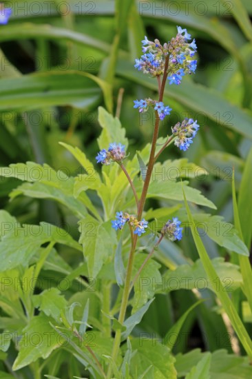 Anchusa capensis, Cape ox tongue, flower, flowering, Kirstenbosch Botanical Gardens, Cape Town,