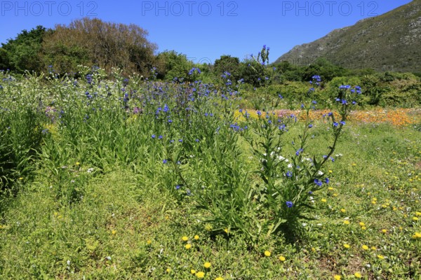 Anchusa capensis, Cape ox tongue, flower, flowering, Kirstenbosch Botanical Gardens, Cape Town,