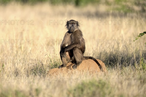 Bear baboon, Tschakma baboon (Papio ursinus), adult, sitting on termite mound, alert, Kruger,