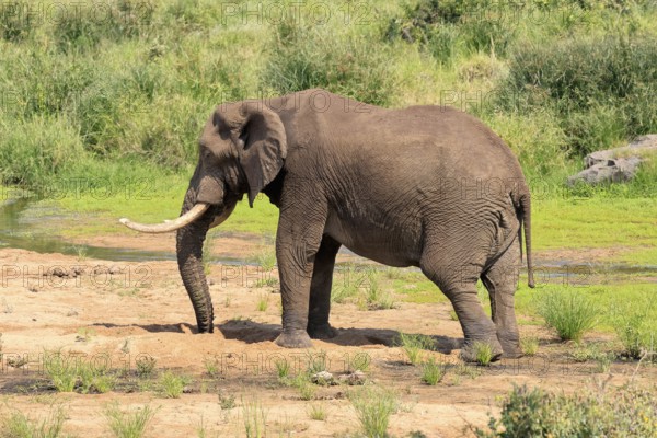 African elephant (Loxodonta africana), adult, digging, drinking, searching for water, Kruger,