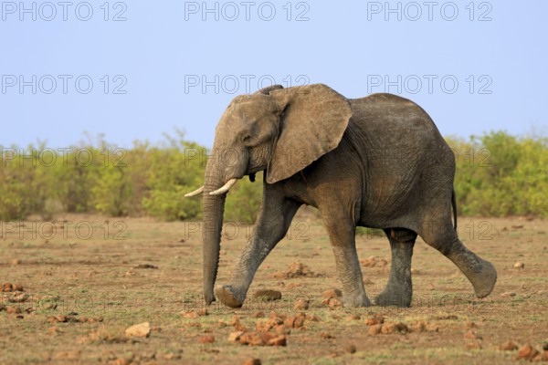 African elephant (Loxodonta africana), adult, running, foraging, Kruger, Kruger National Park,