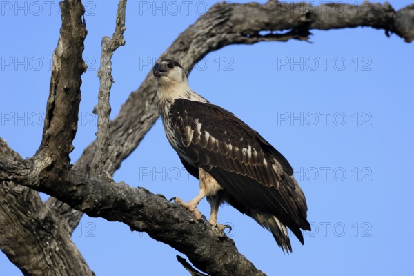 Acacia Eagle (Aquila spilogaster), African Hawk-eagle, adult, on tree, alert, Kruger, Kruger