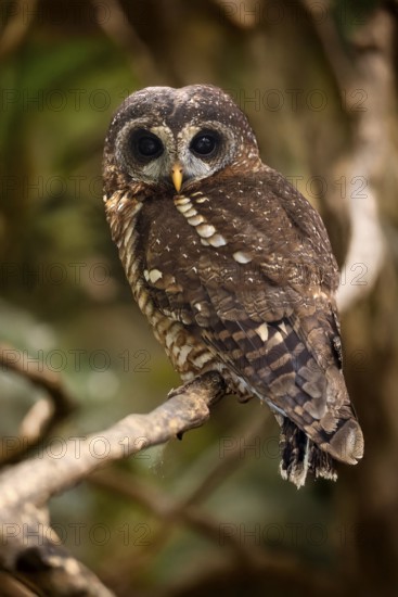 African Tawny Owl (Strix woodfordii), African Tawny Owl, African Bush Owl, African Tawny Owl,