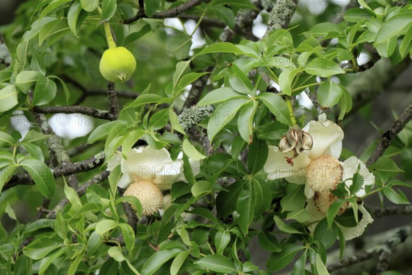 African baobab (Adansonia digitata), African baobab, flowers, flowering, leafy, fruit, Kruger,