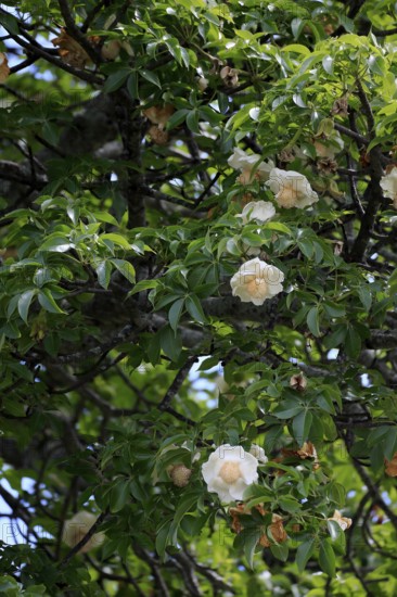 African baobab (Adansonia digitata), African baobab, flowers, flowering, foliage, Kruger, Kruger