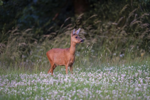 Roe deer (Capreolus capreolus), female, Vulkaneifel, Rhineland-Palatinate, Germany