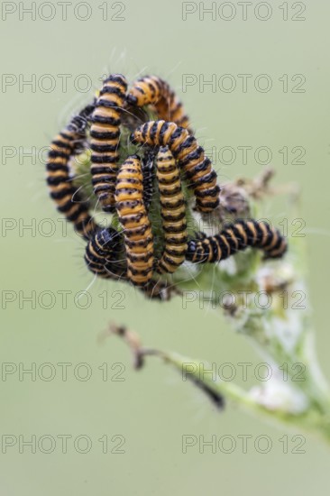 Caterpillars of the Jacob's wort blood bear (Tyria jacobaeae), Emsland, Lower Saxony, Germany