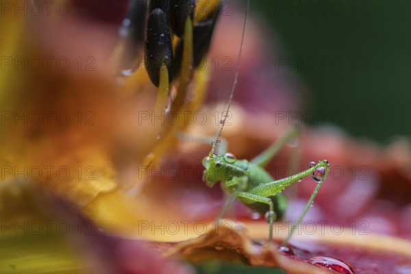 Speckled bush-cricket (Leptophyes punctatissima) on daylily flower (Hemerocallis), Emsland, Lower