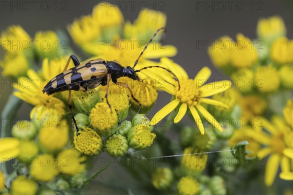 Spotted longhorn (Leptura maculata) on common ragwort (Senecio jacobaea), Emsland, Lower Saxony,