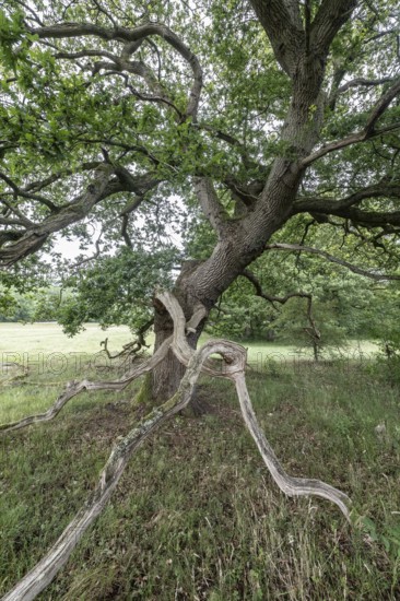 English oak (Quercus robur) in the Hutewald forest, Emsland, Lower Saxony, Germany