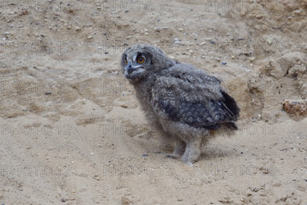 On the way to discover the world... European Eagle Owl (Bubo bubo), young owl, branchling, has left