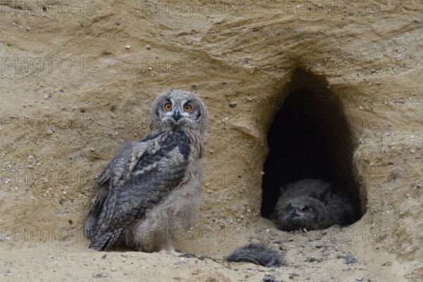 Left-handed view... European eagle owls (Bubo bubo), two young birds with the remains of a nutrias