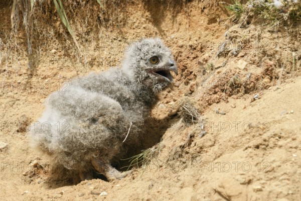 Unlucky eagle owl... European eagle owl (Bubo bubo), young eagle owl has fallen out of the nest,