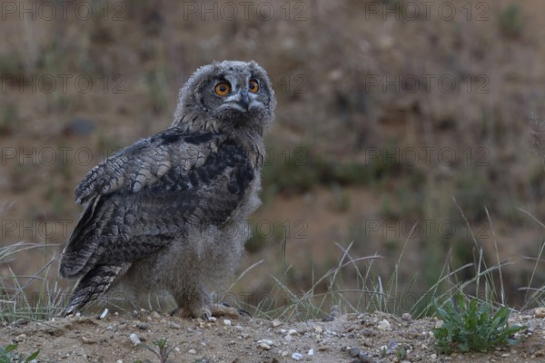 On the move... European Eagle Owl (Bubo bubo), young bird in moult has left the nest in a sand pit