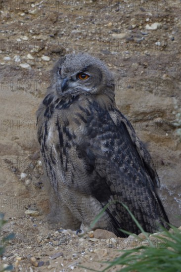 Young eagle owl.... European Eagle Owl (Bubo bubo), young bird with remaining down feathers in the