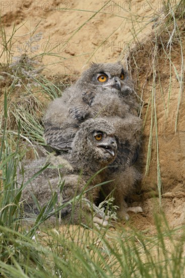 Two young birds... European eagle owl (Bubo bubo), young owls perching, hiding behind grass in a