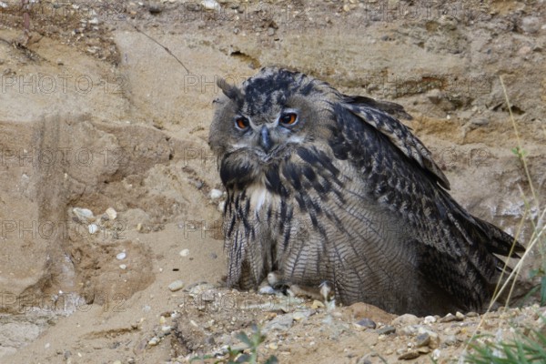 Boredom... European Eagle Owl (Bubo bubo), Eagle Owl perched in a sand pit, hoping for better