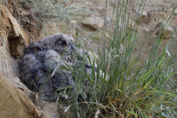 Two eagle owls in their daytime hiding place... European eagle owl (Bubo bubo), young owls, eagle