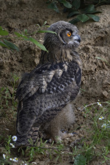 Young owl exploring its surroundings on foot... European eagle owl (Bubo bubo) intensively