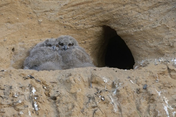Still completely in its dark coat... European eagle owl (Bubo bubo), young owls, chicks, nestlings,