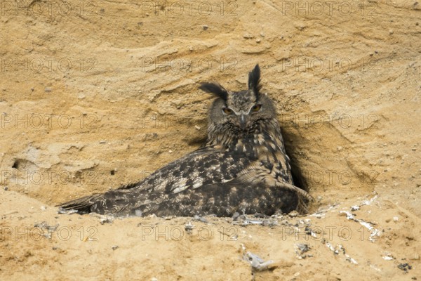 A suspicious look... European Eagle Owl (Bubo bubo), female at breeding site in a sand pit, warming