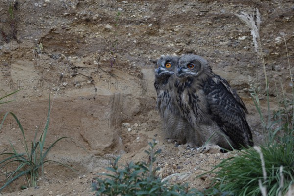 Siblings... European eagle owl (Bubo bubo) in a sand pit, typical substitute habitat, two older