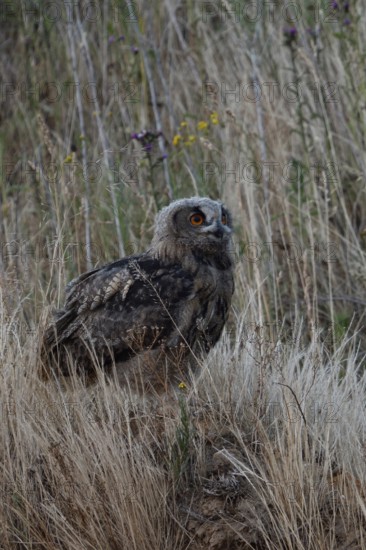 Inconspicuous... European Eagle Owl (Bubo bubo), young owl in the high grass of an embankment in a