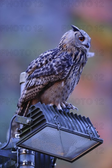Man and nature... European Eagle Owl (Bubo bubo) uses the halogen spotlights of a quarry as a