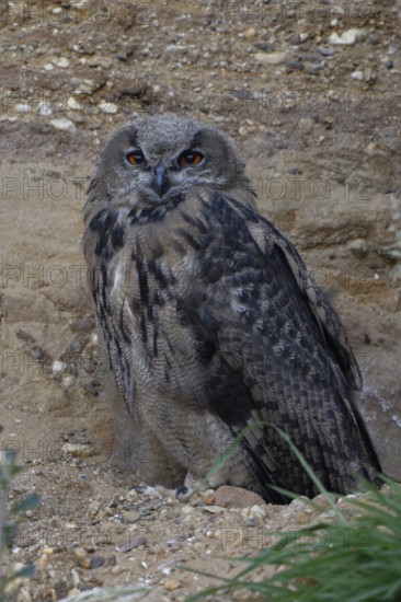 Young eagle owl... European Eagle Owl (Bubo bubo), young bird in almost complete moult, young owl