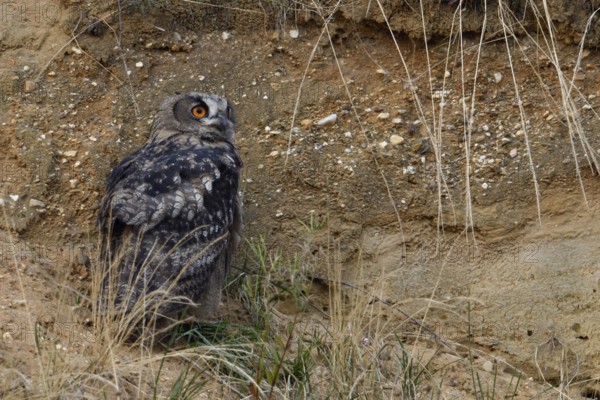 Sand pit habitat... European eagle owl (Bubo bubo), fledged young bird, young owl, hides in the