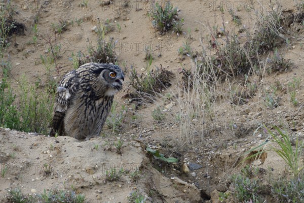 European eagle owl (Bubo bubo), fledged young bird, sitting on a small hill in a sand pit where the