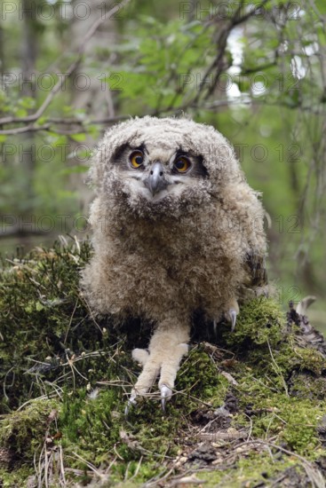 Young owl... European eagle owl (Bubo bubo), young bird, young eagle owl, eagle owl chick, not yet