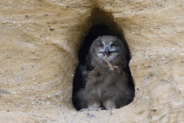 Rascal... European eagle owl (Bubo bubo), young owl sits in the entrance of the nesting cave, holds