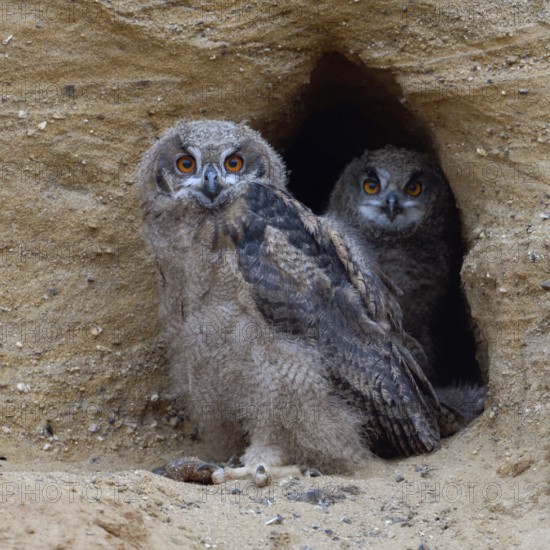 Two pairs of eyes... European Eagle Owl (Bubo bubo), native owls, two half-strong young birds in