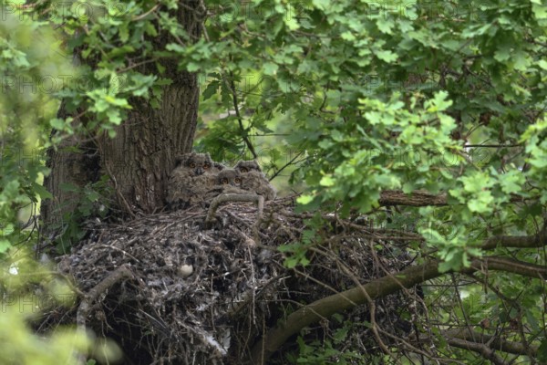 7 eyes... European Eagle Owl (Bubo bubo), young birds in their nest on an old hawk's nest on a