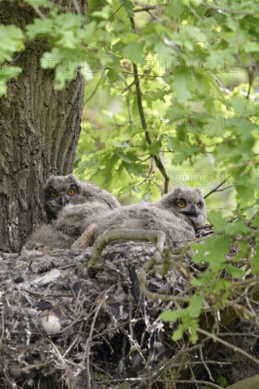 In the middle of the forest... European eagle owl (Bubo bubo) as a tree breeder, eagle owl