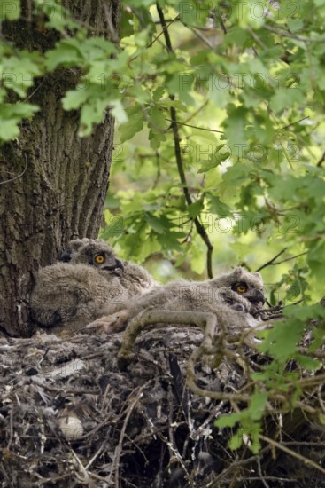 In the middle of the forest... European eagle owl (Bubo bubo) as a tree breeder, eagle owl