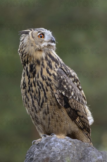 Looking into the distance... European Eagle Owl (Bubo bubo), largest native owl sits on a boulder,