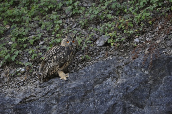 Young bird... European Eagle Owl (Bubo bubo) in a quarry, typical habitat, native nature, North